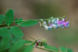 Lathyrus niger. Верхушка побега с соцветием. Краснодарский край, Абинский р-н, окр. станицы Эриванской, склон горы Шизе, дубовый лес. 29.05.2021.