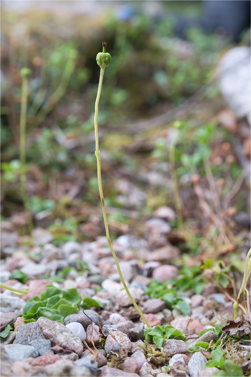 Image of Moneses uniflora specimen.