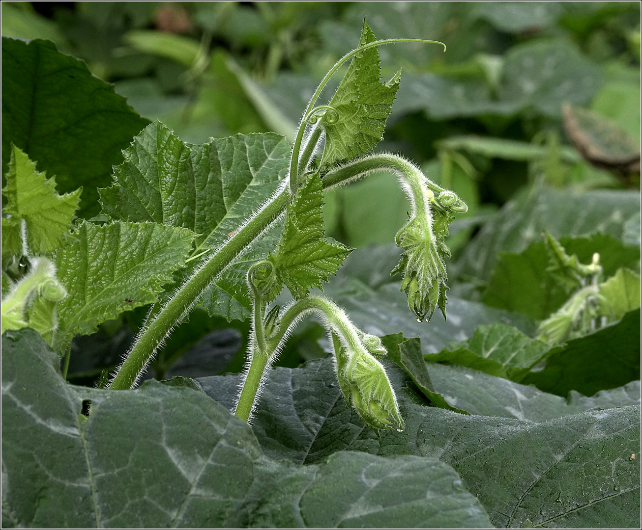 Изображение особи Cucurbita maxima.