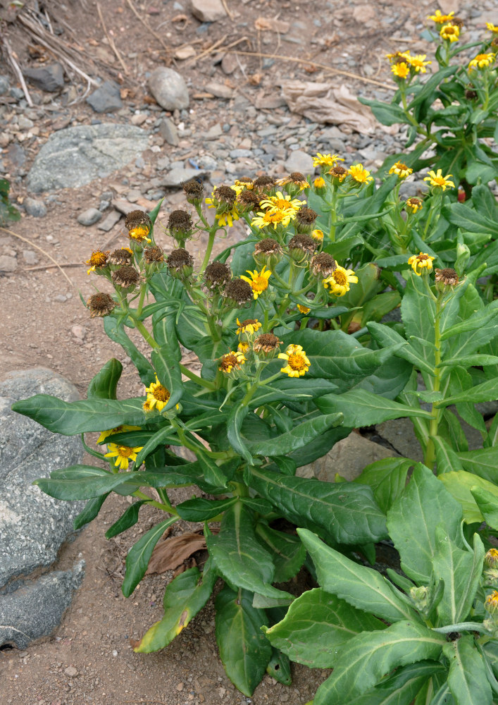 Image of Senecio pseudoarnica specimen.