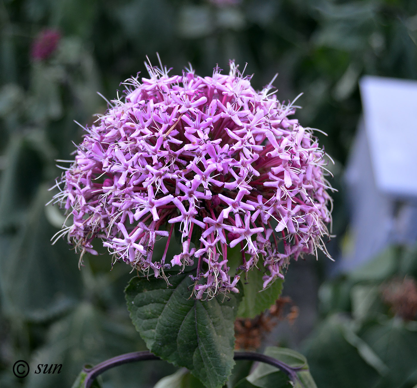 Изображение особи Clerodendrum bungei.