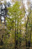 Fraxinus pennsylvanica. Дерево в осеннем лесу. Новосибирск, малый лесопарк. 29.09.2010.