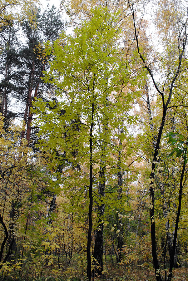 Image of Fraxinus pennsylvanica specimen.