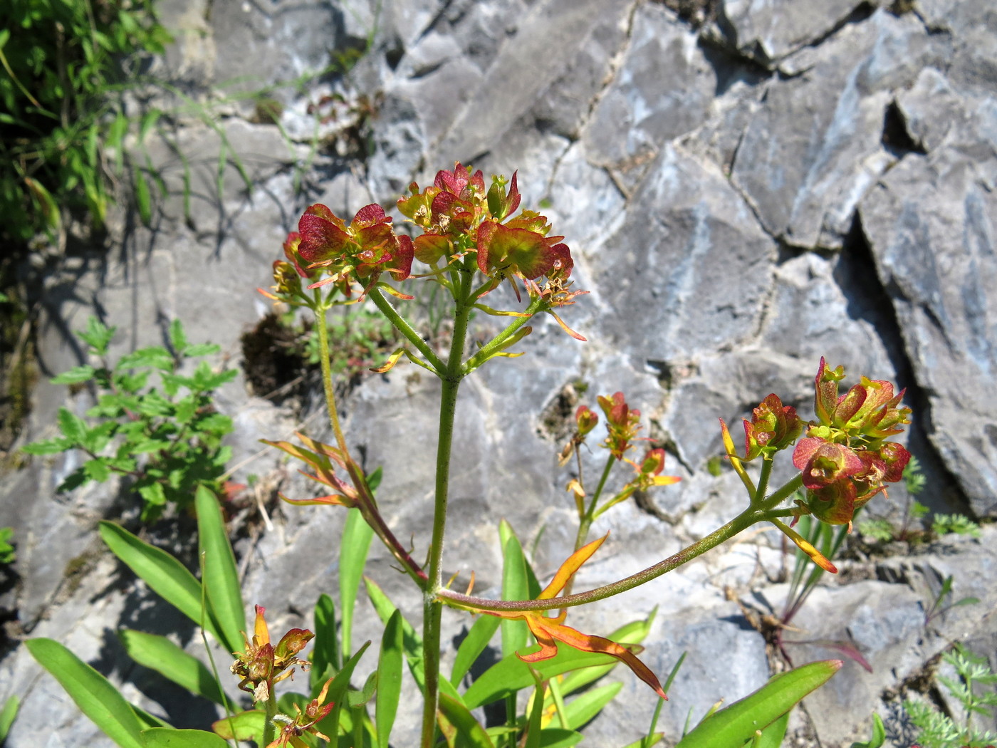 Изображение особи Patrinia sibirica.