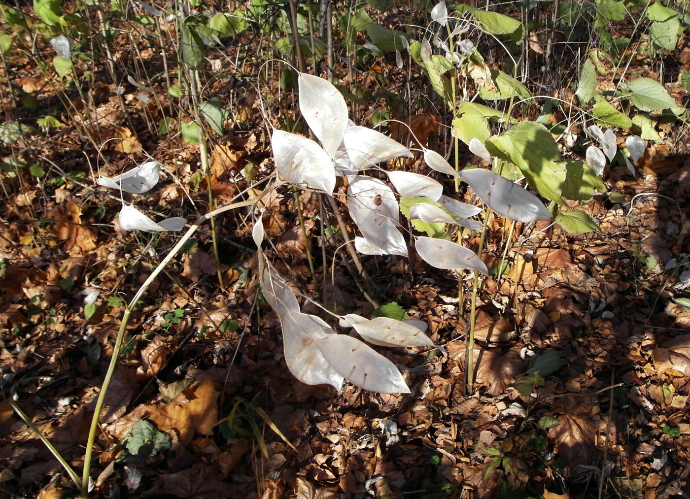 Изображение особи Lunaria rediviva.