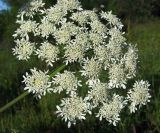 Heracleum dissectum