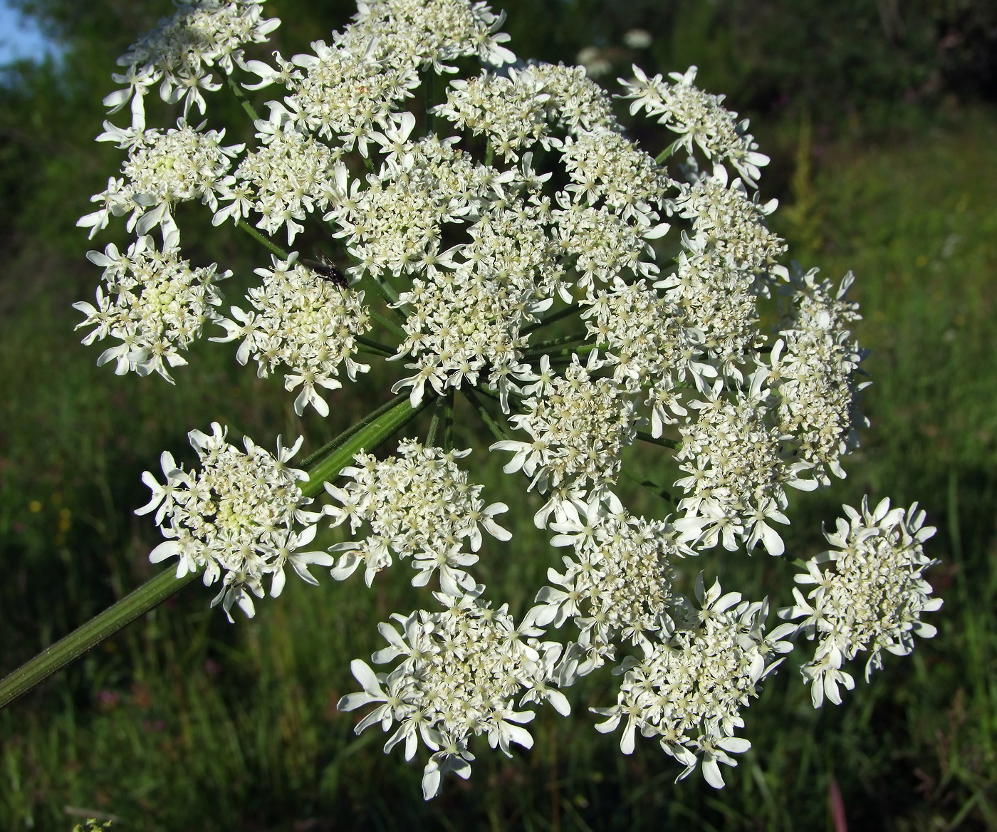 Изображение особи Heracleum dissectum.