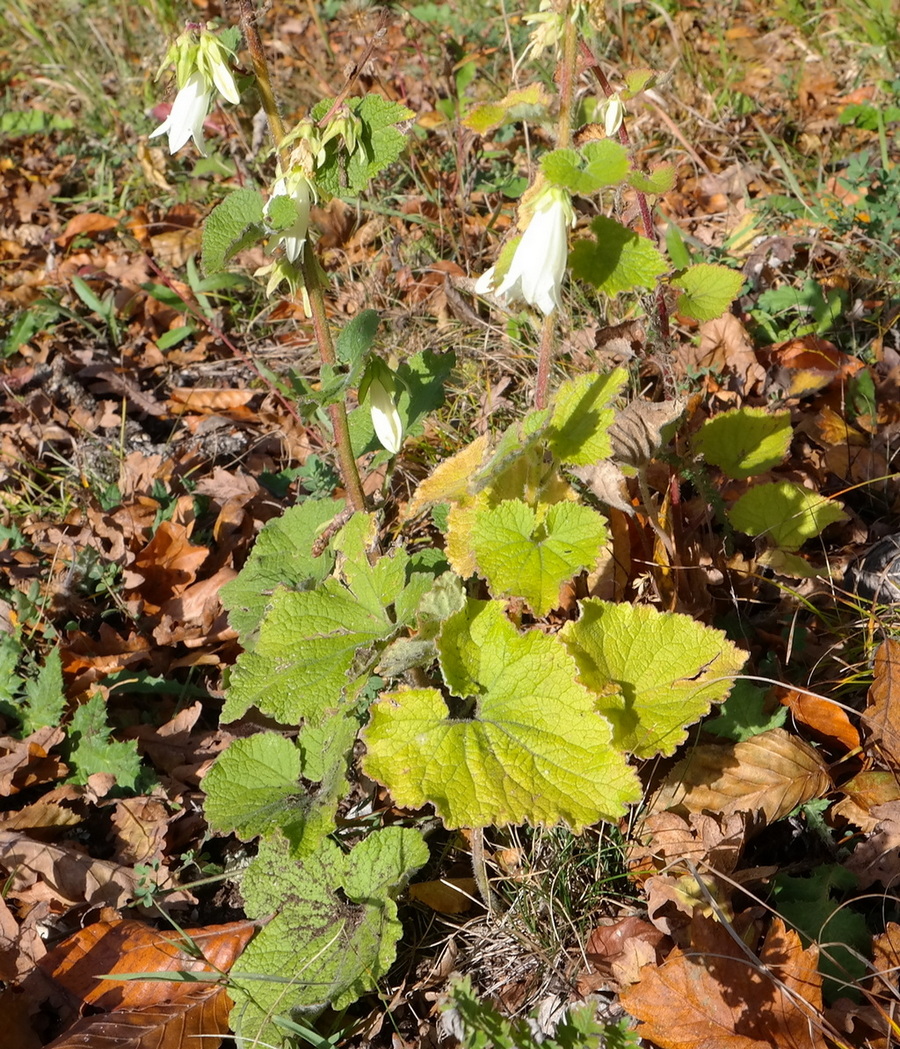 Image of Campanula alliariifolia specimen.