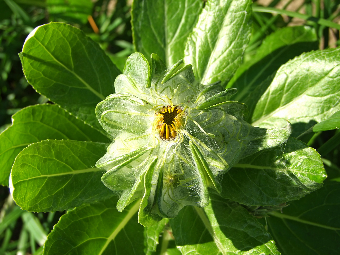 Image of Senecio pseudoarnica specimen.