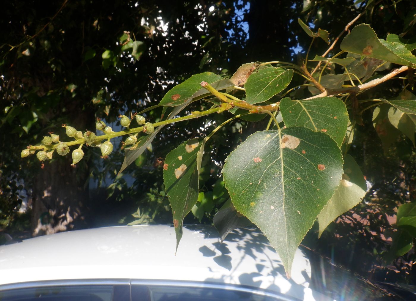 Image of Populus &times; sibirica specimen.