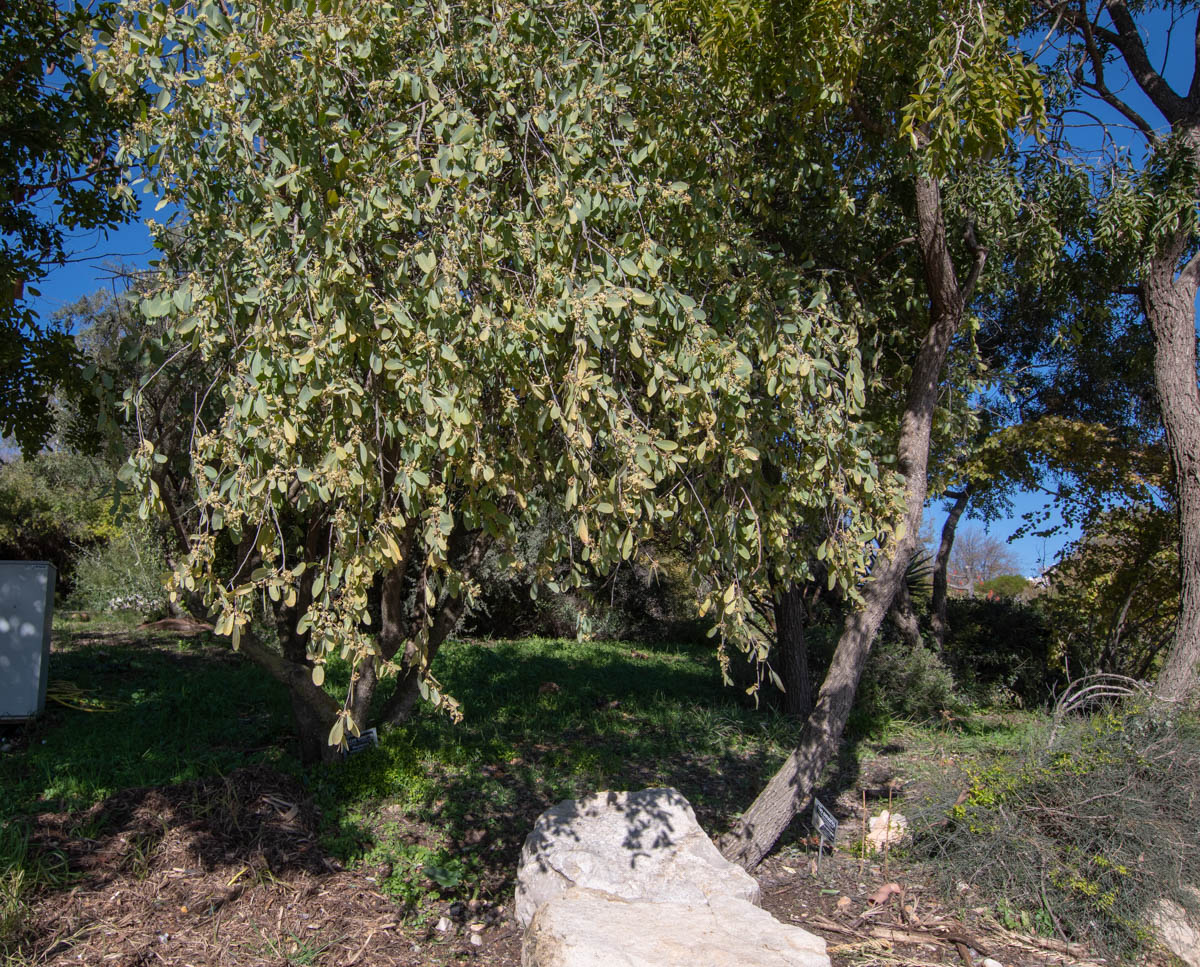 Image of Gymnosporia senegalensis specimen.