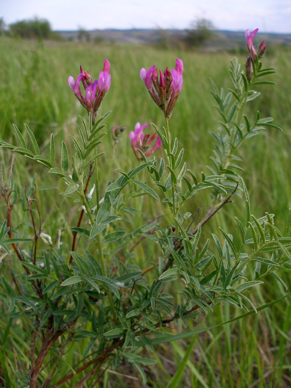 Изображение особи Astragalus brachylobus.