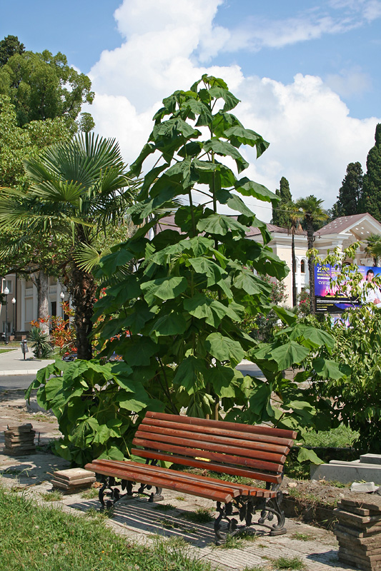 Изображение особи Paulownia tomentosa.