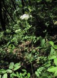 Pimpinella saxifraga