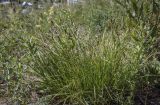 Carex spicata