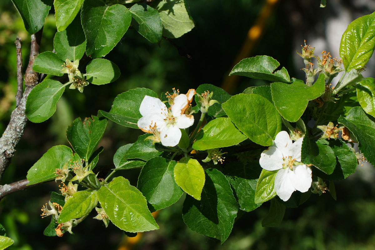 Изображение особи Malus domestica.