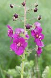 Verbascum phoeniceum. Часть соцветия. Дагестан, Дербентский р-н, 3 км ЮЗ с. Геджух, луговая степь, среди кустарников. 6 мая 2022 г.