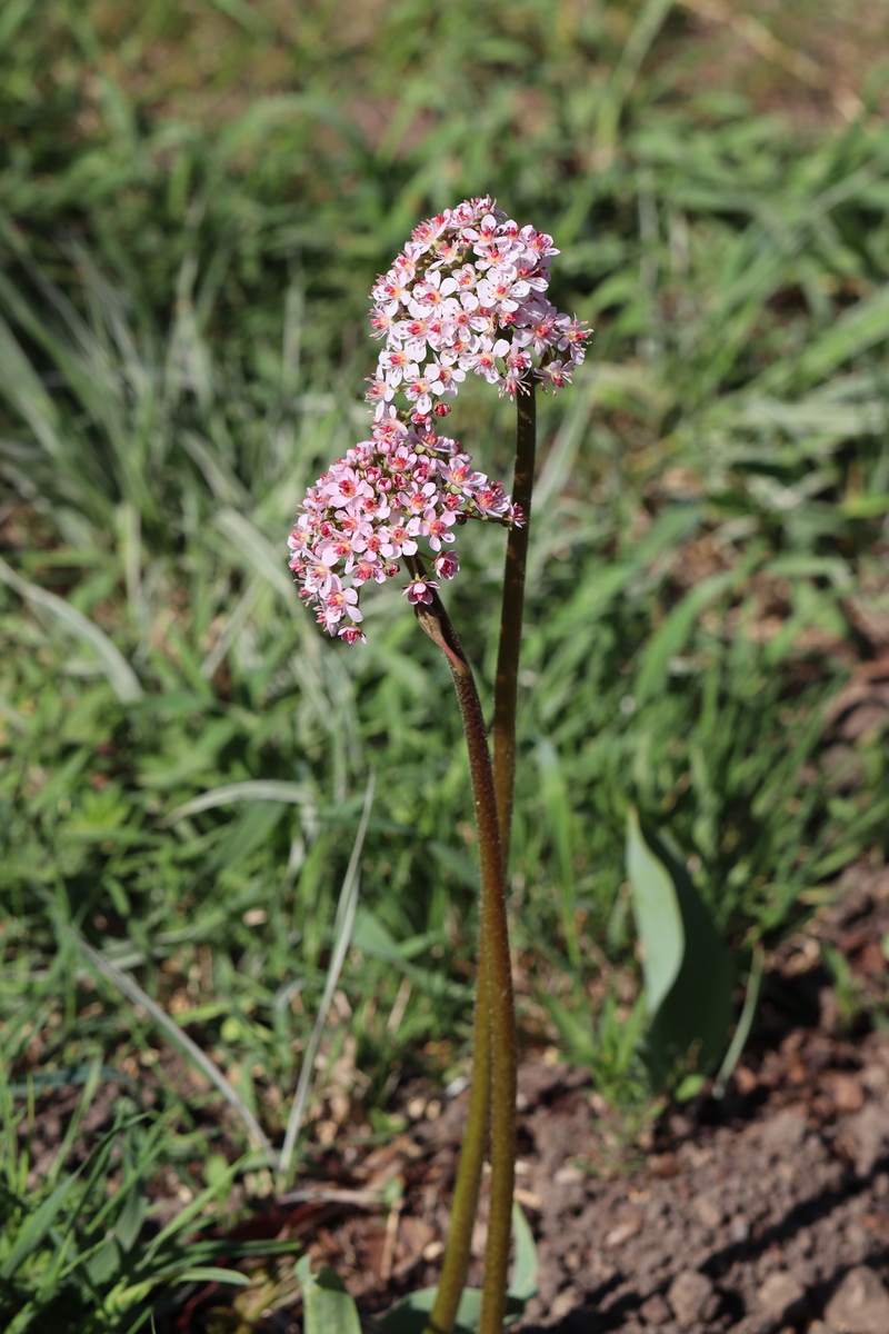 Изображение особи Darmera peltata.