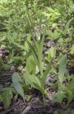 Cephalanthera longifolia