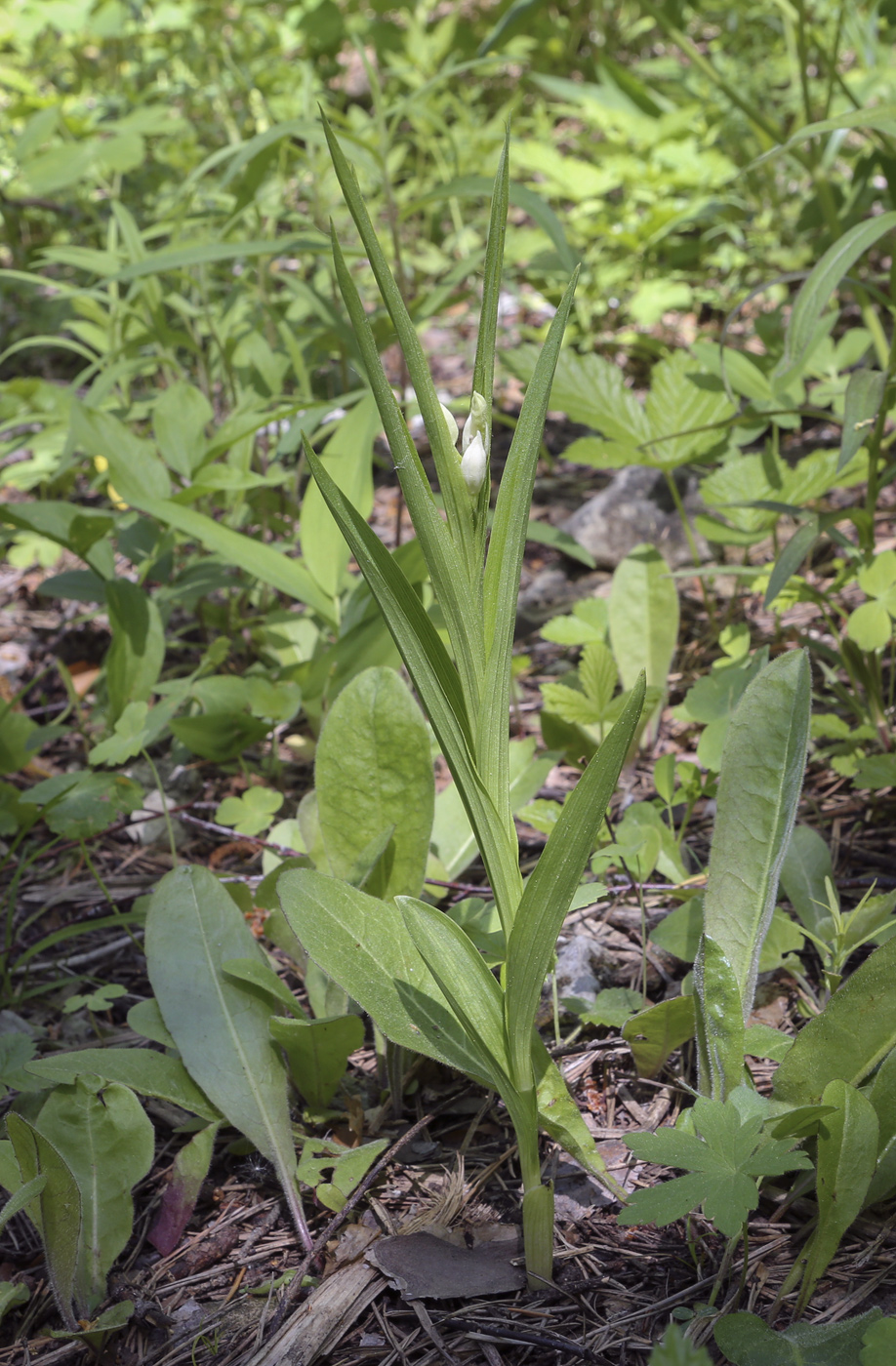 Image of Cephalanthera longifolia specimen.