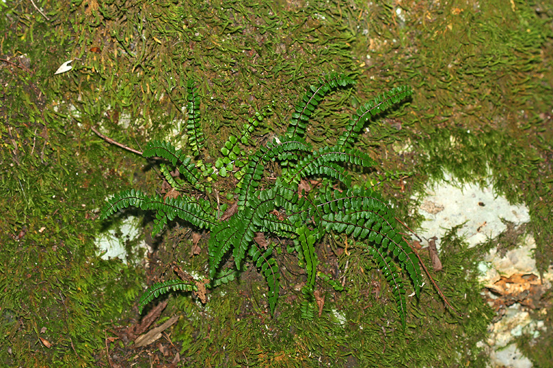 Изображение особи Asplenium trichomanes.