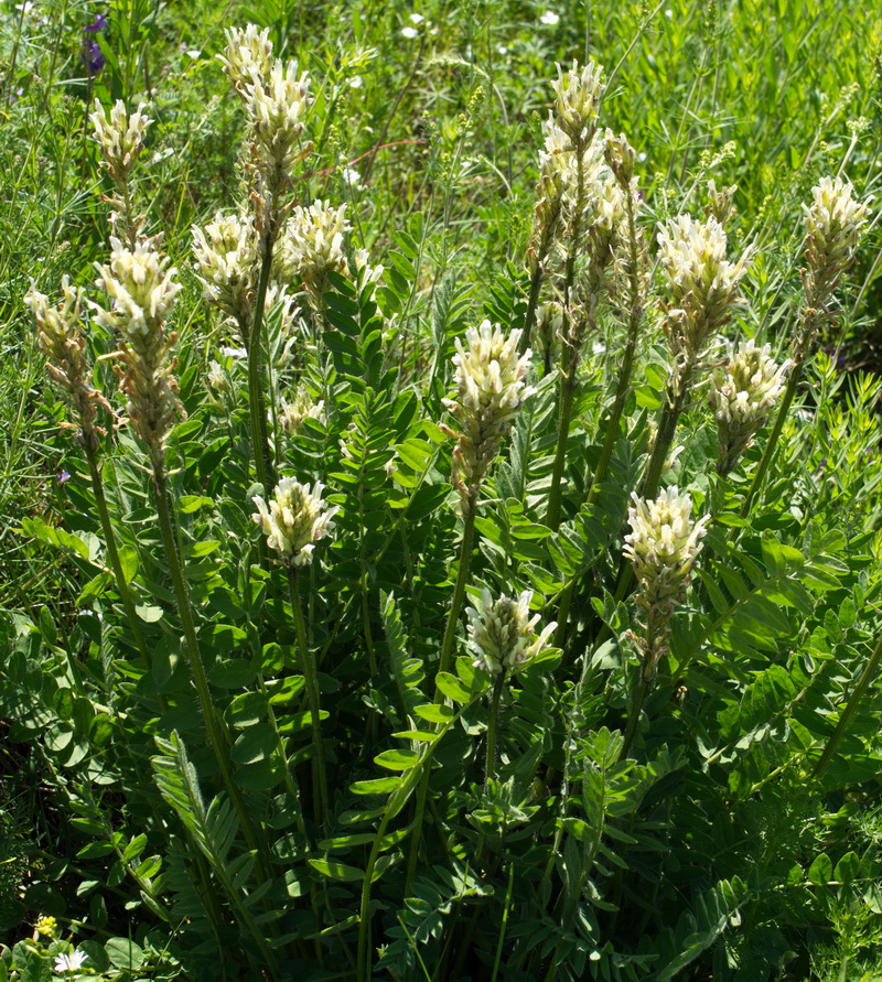 Image of genus Astragalus specimen.