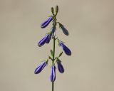 Adenophora triphylla