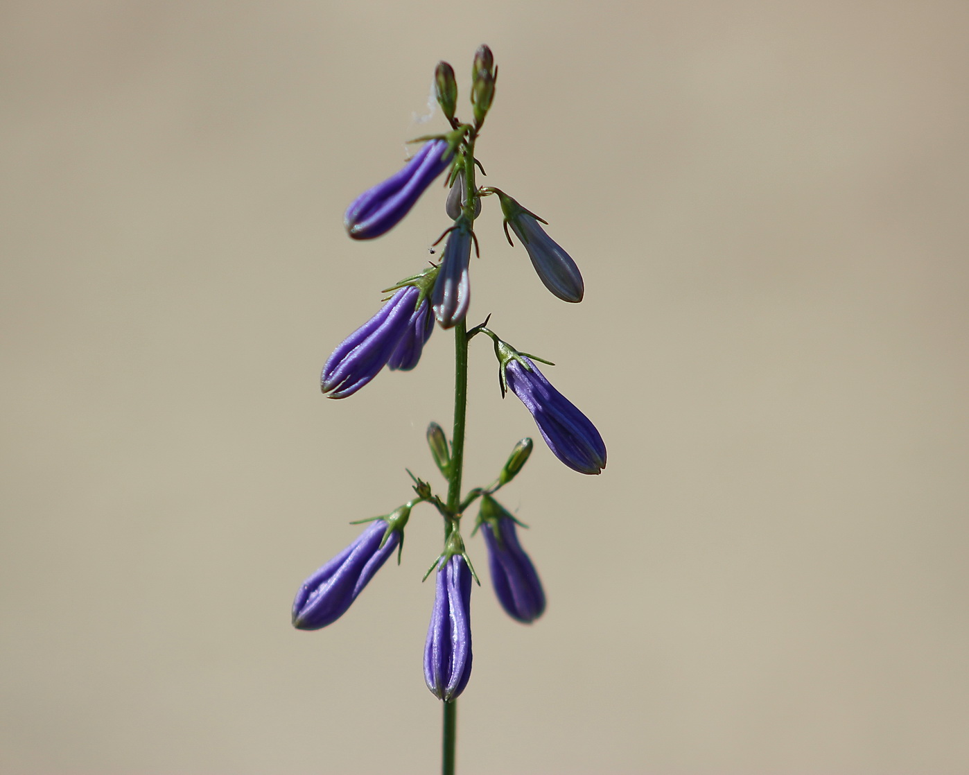 Изображение особи Adenophora triphylla.