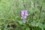 genus Astragalus. Соцветие. Республика Ингушетия, Джейрахский р-н, окр. башни Кашети, высота ок. 1800 м н.у.м., луг. 18 июня 2022 г.
