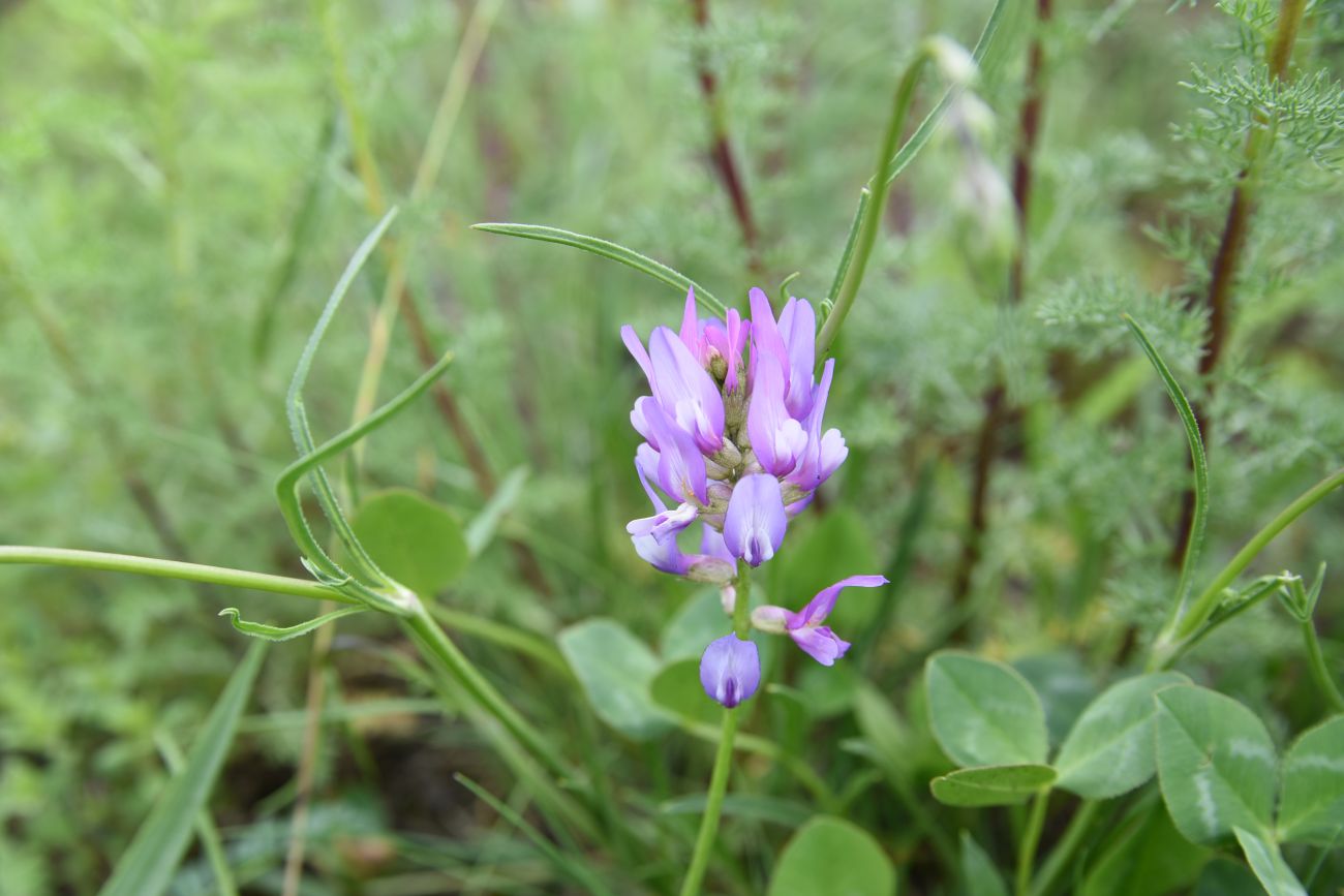 Изображение особи род Astragalus.