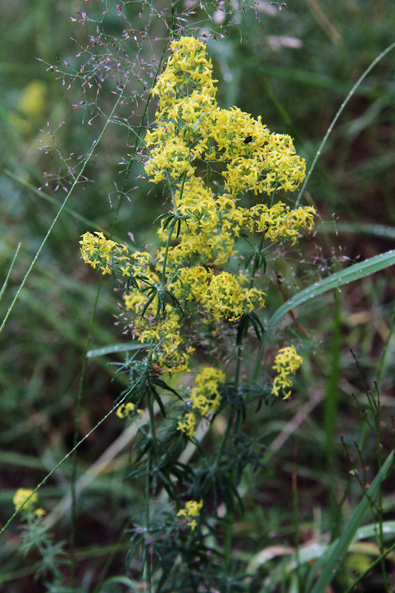 Изображение особи Galium verum.