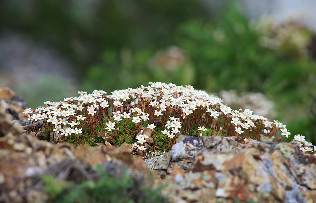 Изображение особи Saxifraga ascoldica.