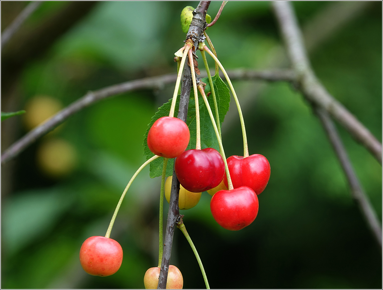 Изображение особи Cerasus vulgaris.