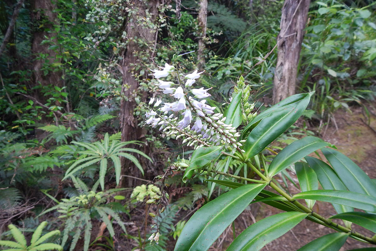 Image of genus Hebe specimen.