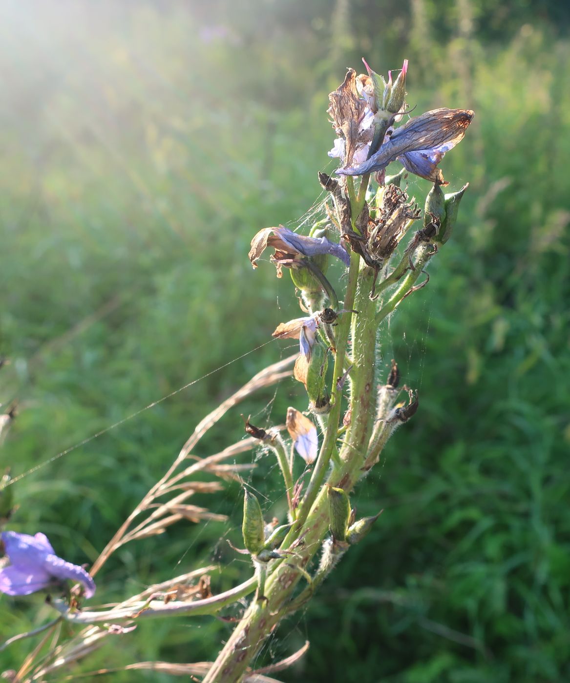 Изображение особи Delphinium elatum.