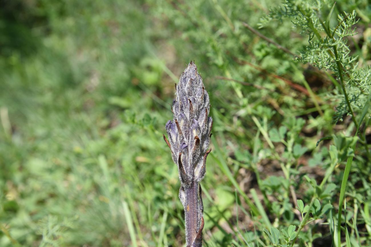 Image of genus Phelipanche specimen.