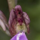 Himantoglossum comperianum