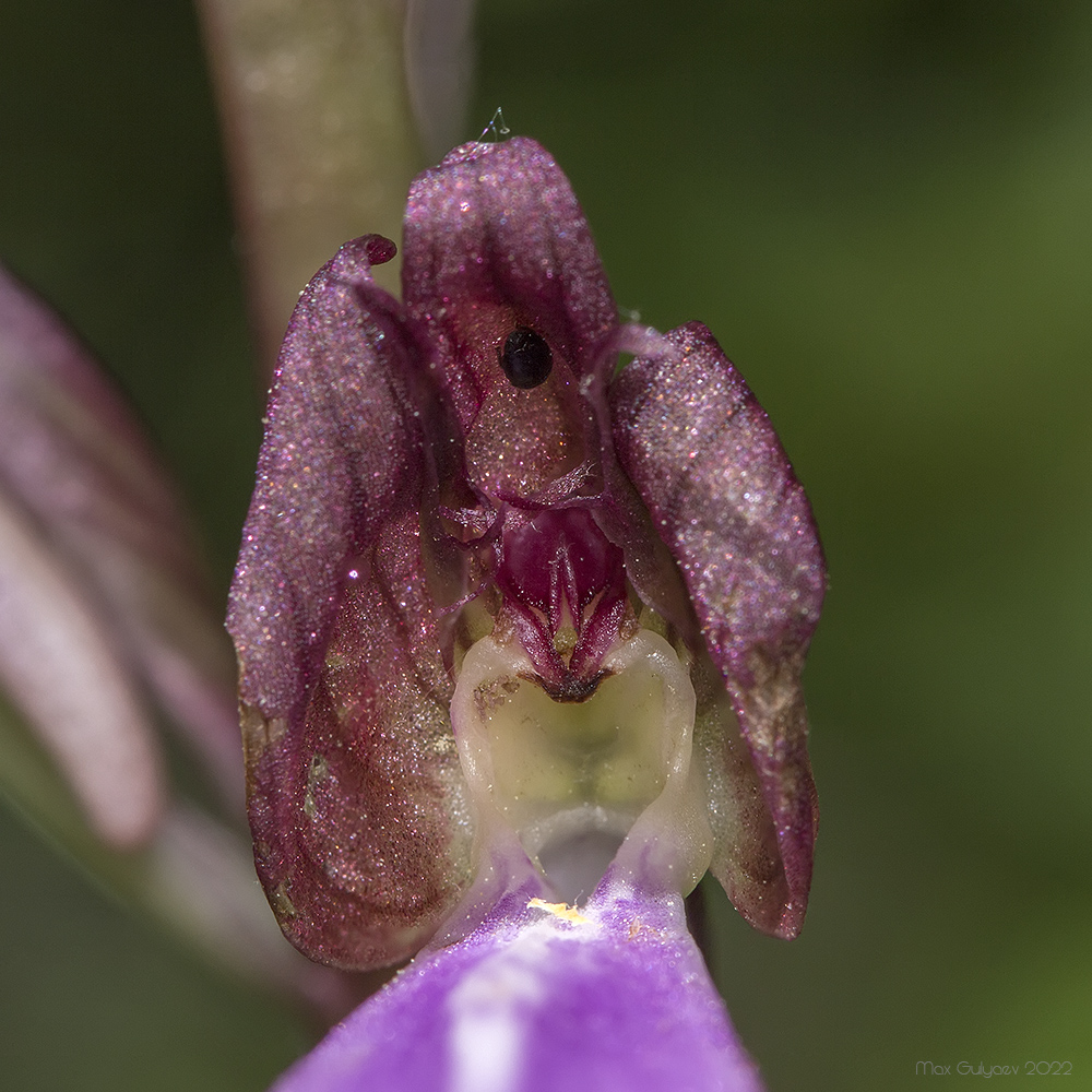 Изображение особи Himantoglossum comperianum.