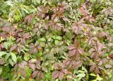 Parthenocissus quinquefolia