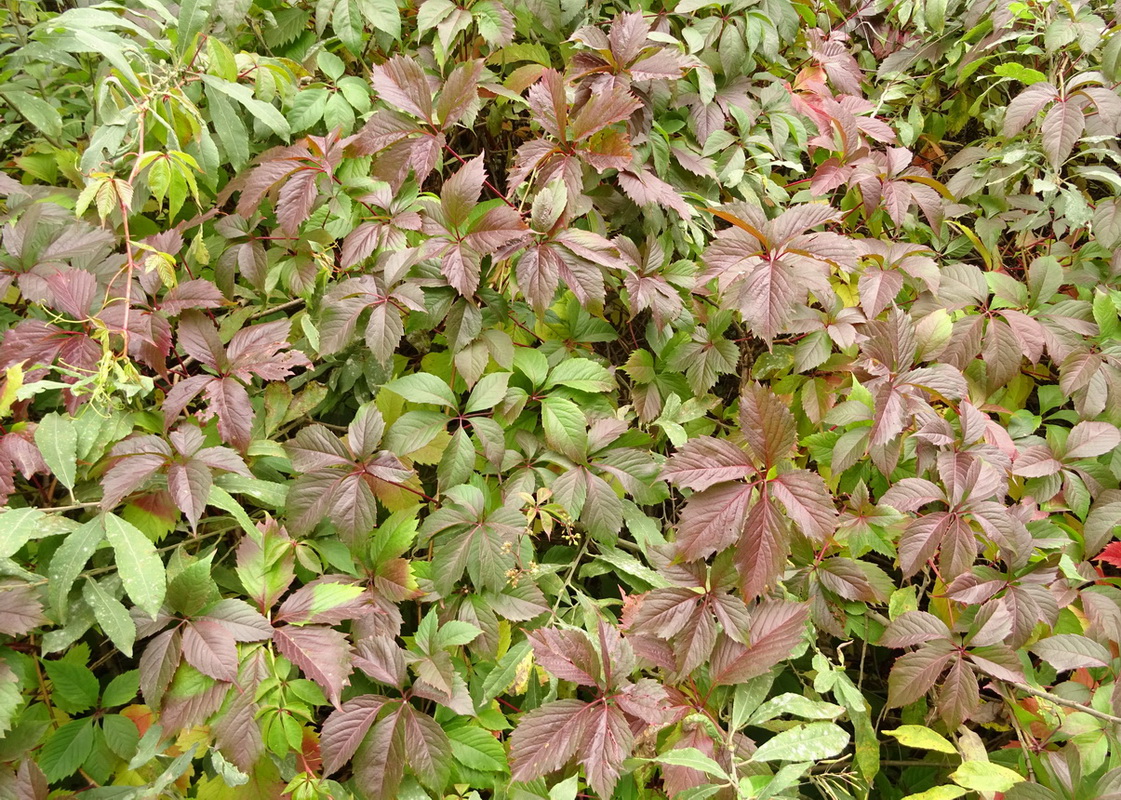 Изображение особи Parthenocissus quinquefolia.