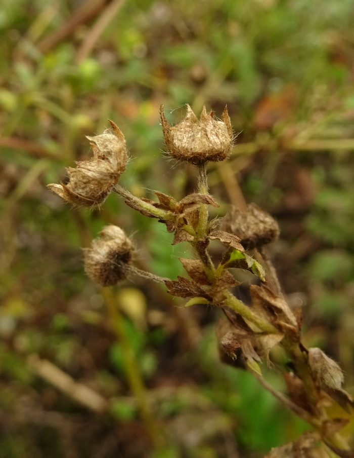 Изображение особи Potentilla supina.