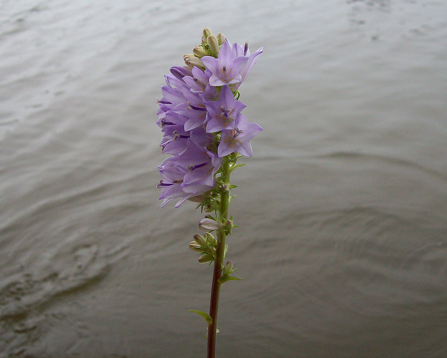 Изображение особи Campanula bononiensis.