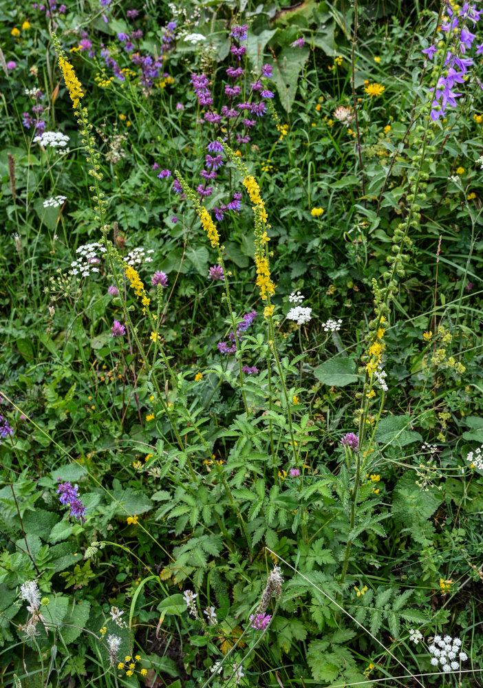 Изображение особи Agrimonia eupatoria.