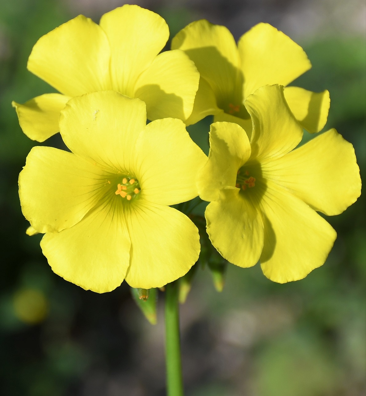 Изображение особи Oxalis pes-caprae.