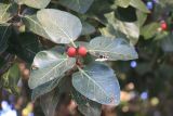 Ficus benghalensis