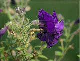 Petunia &times; atkinsiana