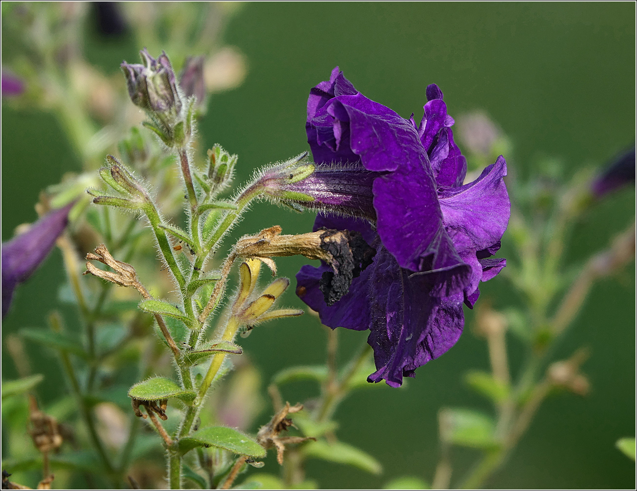 Image of Petunia × atkinsiana specimen.