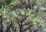 Astragalus denudatus