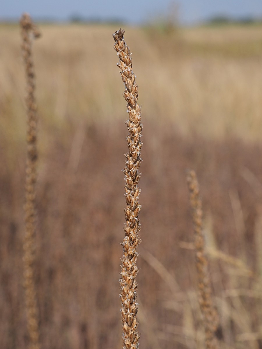 Изображение особи Plantago salsa.