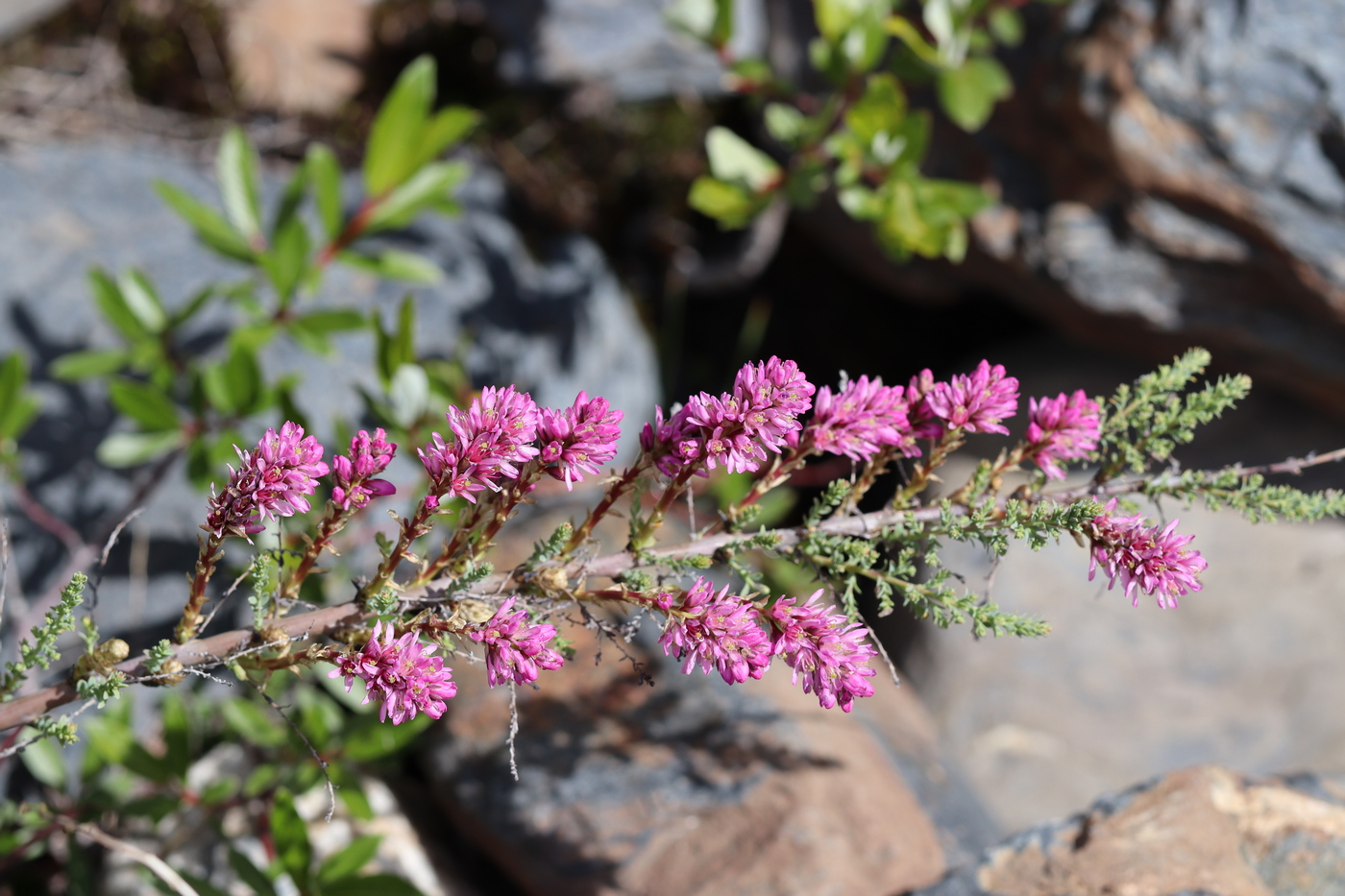 Image of Myricaria squamosa specimen.